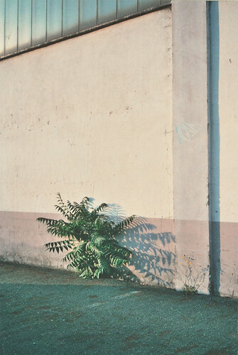 Andrea Sohler: Busch. Fotografie 
36cm mal 24 cm
2017