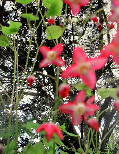 Sigrid Stabel: Elfenblume. FineArtPrint /Aludibond
(Ex.1/5)
100cm mal 75cm 
2012