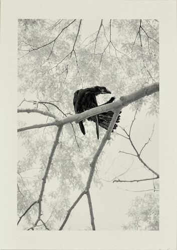 Marten Lange: Yoyogi Crows. Fotografie/ Inkjet- Print 
(griffelkunst) 
29,6cm mal 21cm 
2020